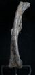 Camptosaurus Femur - Bone Cabin Quarry #10098-6